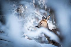 Roe deer (Capreolus capreolus) in the Nacka Nature Reserve ('Nackareservatet') in Stockholm, Sweden. Here, a female. Nackareservatet is a nature reserve along the border between Stockholm and Nacka municipalities in Sweden. The area includes small lakes. with a natural setting typical of the southern Stockholm area.