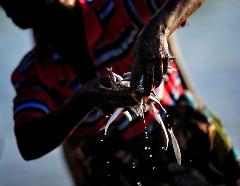A woman transfers part of the day's catch in Karonga, a town in northern Malawi. Fish from Lake Malawi, which is bordered by Malawi, Tanzania and Mozambique, provide an important part of people's diet in this area.
