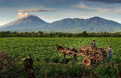 Harvesting firewood near Posoltega, Nicaragua.