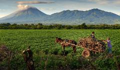 Harvesting firewood near Posoltega, Nicaragua.